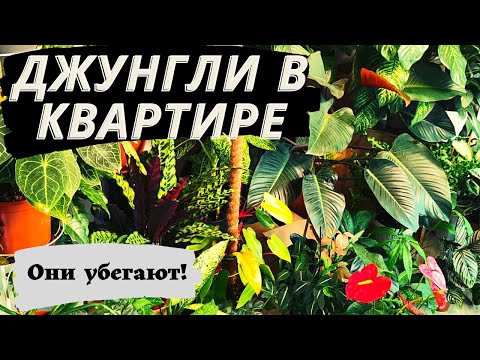 Видео: Филодендроны потерялись в ДЖУНГЛЯХ/Филодендрон Патриция!