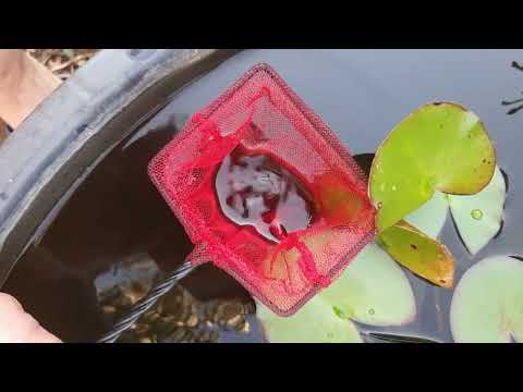 Видео: Разведение золотых рыбок в пруду
