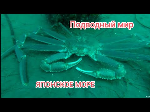 Видео: дайвинг Владивосток. дайвинг для начинающих. дайвинг приморский край. подводный мир