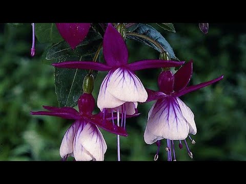 Видео: Черенкование фуксии