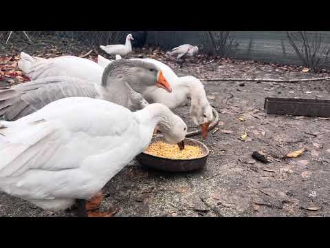 Видео: Все про гусей. Які лишив, чому ? Приємного перегляду 