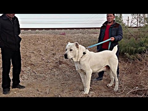 Видео: Турнир Тест Испытаний Теджен  Ждан. Настоящие Туркмениские АлабаиTurkmen It alabay Asian  #алабай