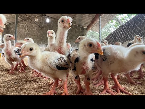 Видео: Как эффективно выращивать кур - Сбор яиц - Яичный бизнес - Корм для кур-несушек