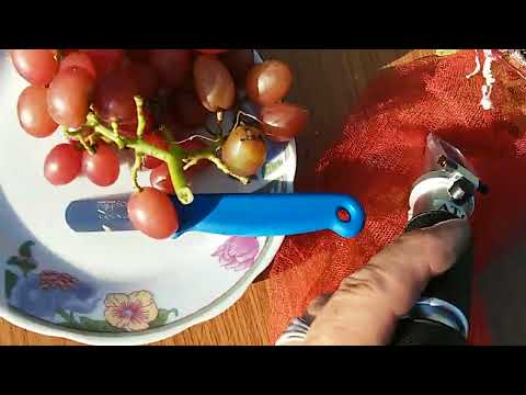 Видео: Виноград Рубіновий ювілей 17:09:2023р. Ruby Jubilee grapes.