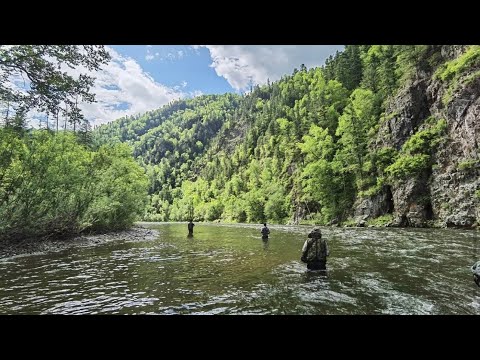 Видео: «Дикие поклёвки на каждом забросе» | Нано способ | на реке Арму