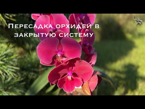 Видео: Пересадка орхидеи в закрытую систему , кашпо 2,4 литра #phal #пересадкаорхидеи #orchidplant #орхидеи