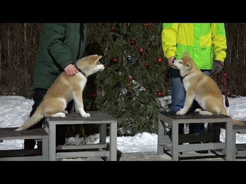 Видео: ДТ-114. Два щенка акита-ину. С чего начать?