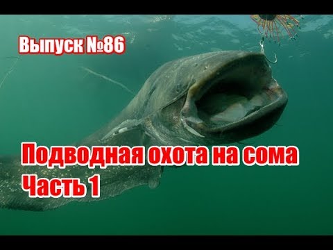 Видео: Подводная охота на сома | Часть 1 | Выпуск №86 (RUS)
