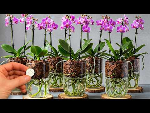 Видео: Как ни странно, выращивание орхидей без полива заставляет их быстро расти и цвести круглый год.