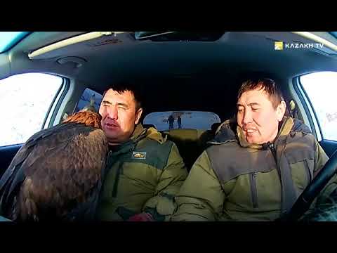 Видео: "Ақбалақ" бүркіті еркіндікке жіберілді
