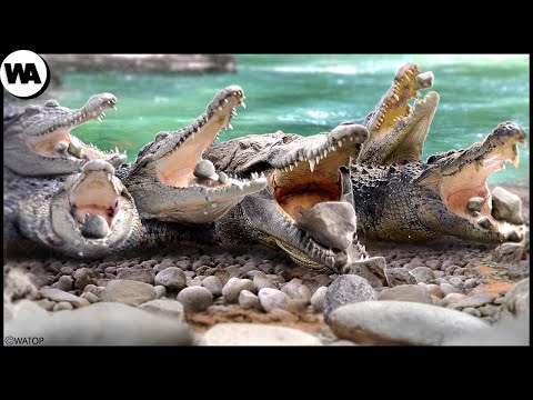 Видео: Зачем Крокодилы Начали Есть Камни?