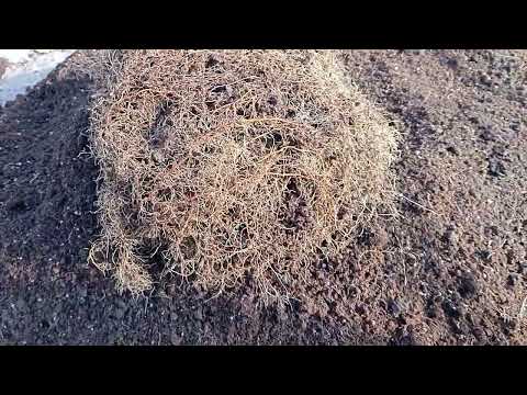 Видео: Как нарос маточный корень