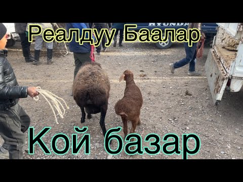 Видео: Базар коргон кой базары Реалдуу Баалар 16 ноябрь 