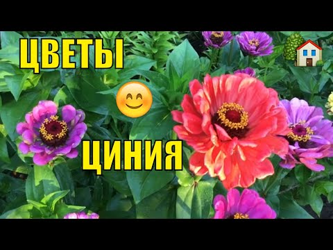 Видео: Циния. Особенности выращивания.