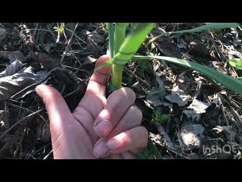 Видео: Чеснок без ПОЛИВА!Метод «Посадил и забыл»Сезон 23-24.#3.