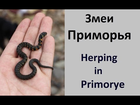 Видео: Змеи Приморья 4 (Herping in Primorye, Russia) 2018