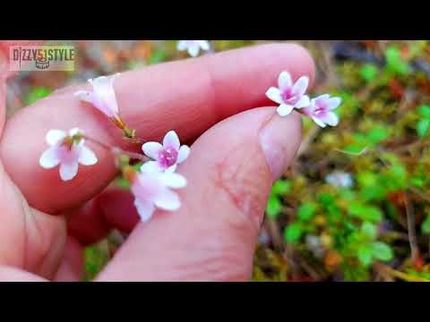 Видео: ВОДОХРАНИЛИЩЕ  ВТВ / ОСТРОВ "БЛИЗНЕЦЫ"  Июль 2023 / Рыбалка на Кольском #кольский #втв #рыбалка