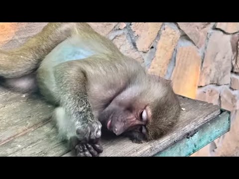 Видео: Люська в РЕЛАКСЕ, а Маня принимает разные расслабляющие позы, чтобы я обратила на нее внимание)