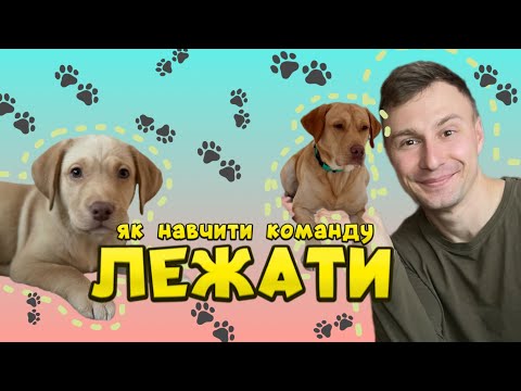 Видео: Лежати! Як навчити команду Лежати? Як навчити собаку Лежати?