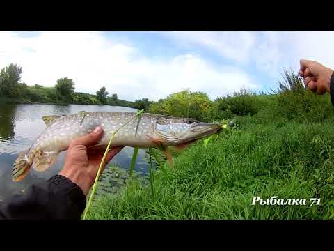 Видео: Рыбалка в Тульской области 2020.р.Упа.Джиг.Щука.
