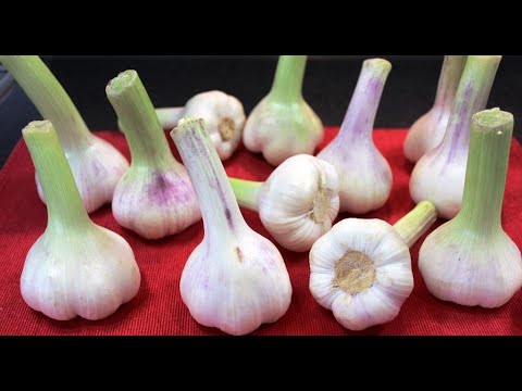 Видео: КАК РАЗБОГАТЕТЬ? Продавайте соленый чеснок! Разлетаются на УРА! Самый лучший рецепт засолки чеснока!