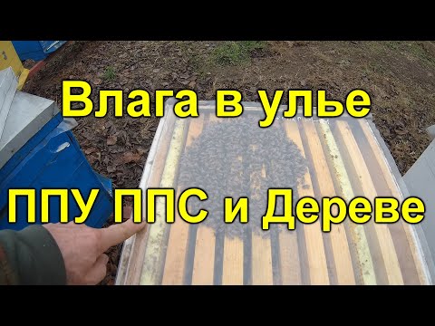 Видео: Влага в улье ППУ ППС и Дереве