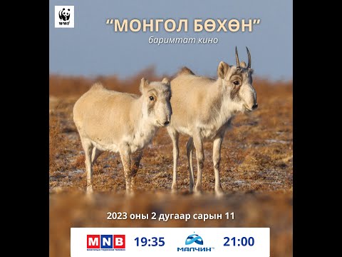 Видео: "Монгол бөхөн"  Баримтат кино