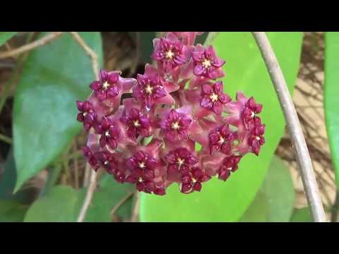 Видео: ЦВЕТУЩИЕ ХОЙИ H. BURTONII H. PACHYCLADA H. ACUTA GREEN H. PURPUREAFUSCA H. MINDORENSIS H. FUNGII Ч1