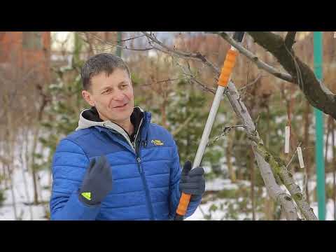 Видео: Як прорідити крону дорослого дерева. Покращення форми.