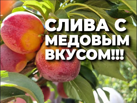 Видео: После этой сливы, вы не сможете есть другие!