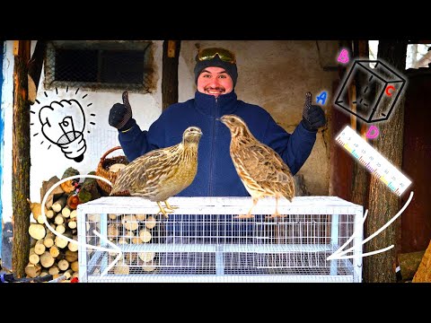Видео: Заводимо перепілок | Робимо дешеву клітку | Сільський влог