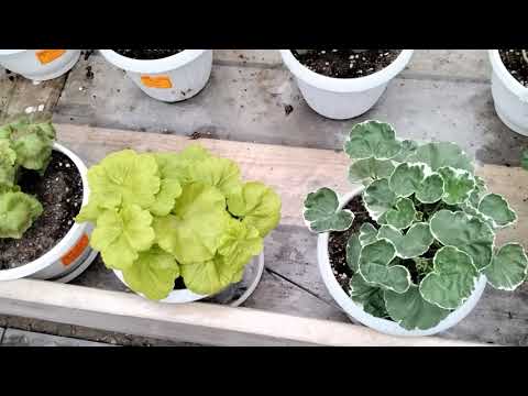 Видео: #204.Осенние подкормки пеларгоний. Какое удобрение категорически я не рекомендую!!!