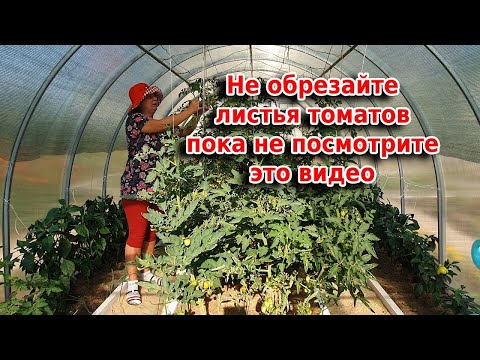 Видео: Не обрезайте листья томатов пока не посмотрите это видео
