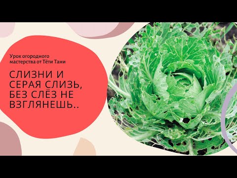 Видео: 615. Капусту доедают слизни? А внутри серая слизь?