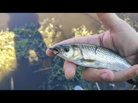 Видео: Зимен риболов на Кефали. Разбиване на силикони. (Chub fishing with silicone)