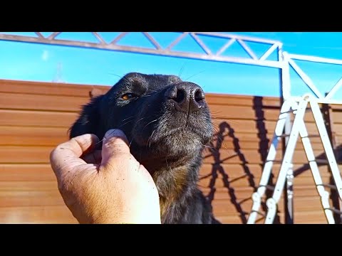 Видео: Собачки, ферма, ямки и немножко красоты! 19 часть БДФ о строительстве навеса в приюте для животных!