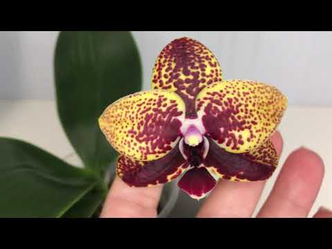 Видео: Phal Zhen Min Anaconda. Орхидея Анаконда.  Первое цветение.