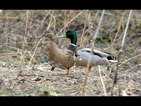 Видео: Охота на Утку с подхода 3. 2023г.