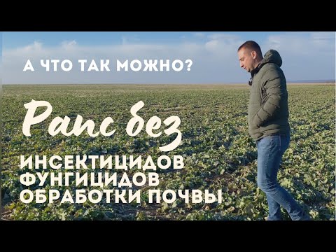 Видео: Выращивание рапса без инсектицидов, фунгицидов и обработки почвы. Это возможно?