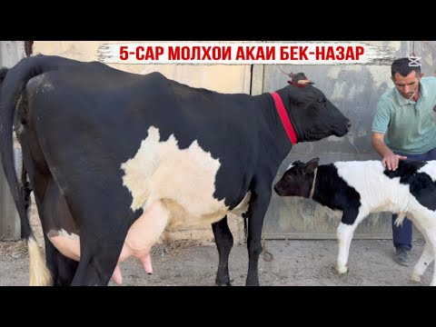 Видео: 5-САР МОЛХОИ ОЧА БАЧАИ АКАИ БЕК-НАЗАР 17 сентября 2025 г.
