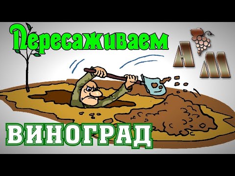 Видео: Как пересадить взрослый куст винограда