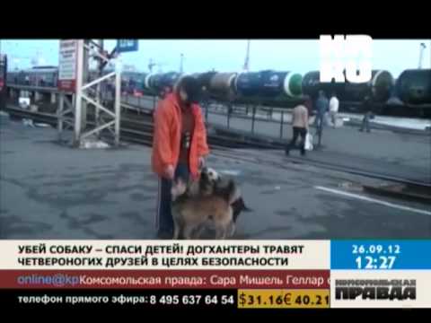 Видео: Догхантеры травят собак в целях безопасности