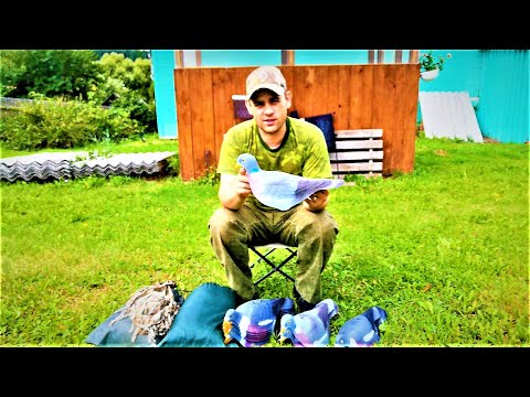 Видео: Охота на голубя.Что нужно для охоты на вяхиря.Мой опыт охоты на вяхиря.