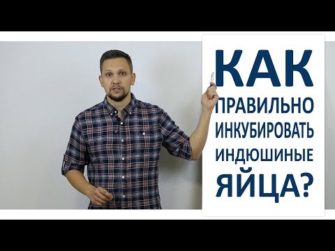 Видео: Инкубация индюшиных яиц / Режим инкубации в домашних условиях