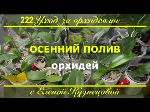 Видео: Чтоб ВАШИ орхидеи КРАСИВО цвели! Особенности удобрения орхидей осенью