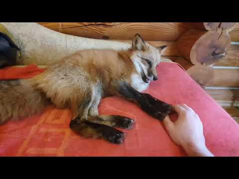 Видео: Алиса - лиса. Диван, игра, рука и хорошее настроение