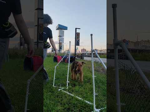 Видео: онлайн курс по аджилити с занятиями для новичков