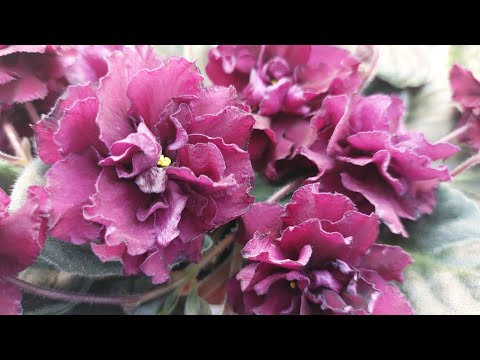 Видео: 15.04.24./Выставка фиалок в Доме фиалок(МФ)#фиалки#выставка#домфиалок#