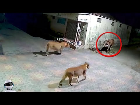 Видео: Львы Связались не с Тем Противником / Случаи с Животными Снятые на Камеру