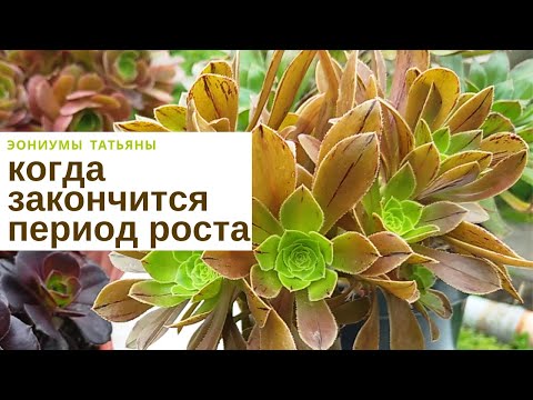 Видео: Когда закончится период роста и начнется спячка?